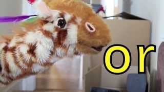 Geraldine the Giraffe learns or sound [upl. by Niamert]