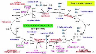 Cellular Respiration Part 2 The Citric Acid Cycle [upl. by Jennee777]