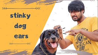 Dog Ear Smell Bad  Dog Scratching Ear  Dog Ear Infection  Rottweiler  Chatty Rotty IN TAMIL [upl. by Sim]