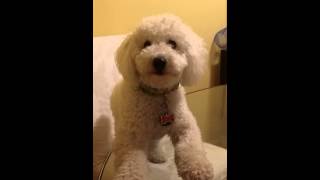 My Bichon Poodle talks [upl. by Favianus838]