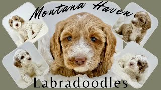 Australian Labradoodle Christmas Puppies [upl. by Veleda]