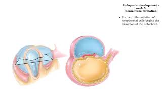 Embryonic development  Week 3 [upl. by Ynittirb]