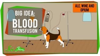 Big Idea Blood Transfusions [upl. by Laban848]