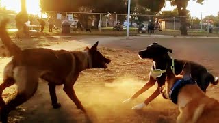 Belgian Malinois Starts Fight With Catahoula Leopard Dog At Dog Park [upl. by Fagaly29]