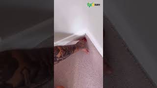 How To Install Carpet Into A Corner carpets carpetinstallation short home shortvideo shorts [upl. by Ri]