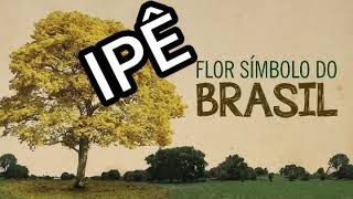 IPÊ SÍMBOLO NACIONAL [upl. by Tybald109]