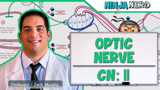 Neurology  Optic Nerve  Cranial Nerve II Visual Pathway and Lesions [upl. by Analos378]