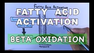 Fatty Acid Activation  Beta Oxidation Part I [upl. by Eeramit681]