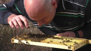 Frühjahrsputz am Bienenstand [upl. by Lindsley698]