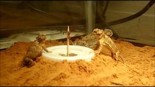 How to Feed Baby Desert Horned Lizards  The Society for Horned Lizard Preservation [upl. by Ettennaej]