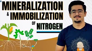 MINERALIZATION amp IMMOBILIZATION OF NITROGEN N FIXATION OXIDIZED amp REDUCED ZONE SUBMERGED CONDITION [upl. by Ronald]