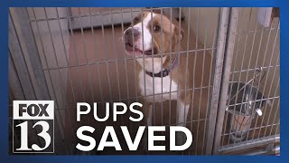 Dogs adopted from Ogden nokill shelter before being euthanized [upl. by Valentina]