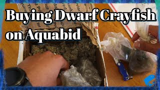 Buying Dwarf Crayfish Online on Aquabid  Dwarf crayfish Cambarellus genus [upl. by Elahcim5]