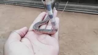 Baby Cobra Snake Getting Angry [upl. by Arabele963]