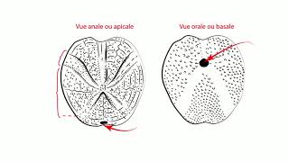 TP Paléontologie L2  Les Echinodermes par Mme RuaultDjerrab [upl. by Alard]