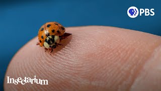 Pssst Ladybugs Have a Killer Secret [upl. by Onifled]