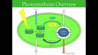 Photosynthesis [upl. by Neelac]