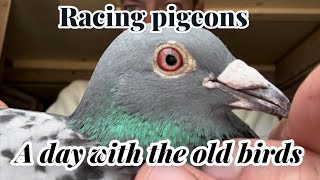 A day with the old birds  Racing pigeons Eyes [upl. by Adla]