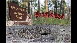 Herping Apalachicola National Forest  Diamondback Rattlesnake [upl. by Urdna]