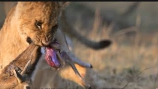 Lions Find Lost Baby Duiker And Eating Alive😞😱 [upl. by Tye374]