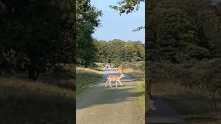 damhert fallow deer crosses path deer forest amsterdam water supply dunes netherlands [upl. by Sykleb]