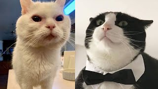 Try Not To Laugh 🤣 New Funny Cats Video 😹  MeowFunny Par 33 [upl. by Ardnayek242]