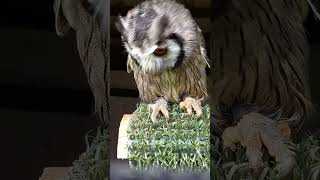 WHITEFACED SCOPS OWL [upl. by Peterec]