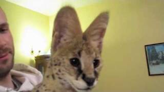 Serval Sounds [upl. by Eerot]