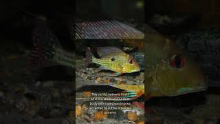 The PlainSailfin Eartheater Geophagus Abalios [upl. by Trinia]