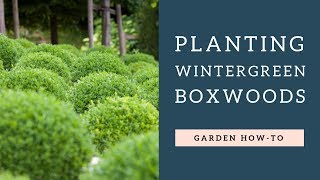 Planting Wintergreen Boxwoods [upl. by Karine]