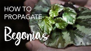 How to Propagate Begonias from leaves and stem cuttings [upl. by Morrissey]