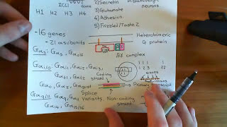 Histamine Receptors Part 2 [upl. by Hardwick]