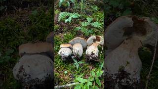 Trio BOLETUS EDULIS boletus funghi porcini seta cogumelo mushroom ciuperci pilze [upl. by Fredi]