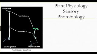 Phytochromes Part 1 [upl. by Adam587]