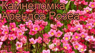 Камнеломка арендса Розеа saxifraga arendsii rosea 🌿 обзор как сажать рассада камнеломки Розеа [upl. by Mohorva452]