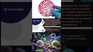 Isolation and Enumeration of Bacteria and Fungi  Ecoli  Aspergillus bacteria science cfu [upl. by Dachy732]