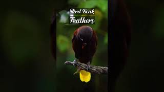 bird beak feathers HD Video ringtone whatsappstatus trending [upl. by Scherman841]