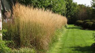 Calamagrostis acutiflora Karl Foerster [upl. by Solhcin]