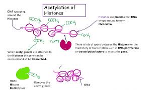 Acetylation AQA Biology A level [upl. by Naened]