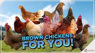 10 Popular Brown Chicken Breeds For You To Meet [upl. by Yemac]