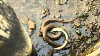 Northern water snake versus eel [upl. by Abdulla678]