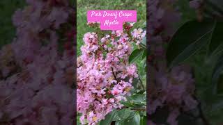 24  195 — Pink Dwarf Myrtle Bush [upl. by Ylloh]