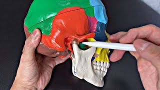 Anatomy of mastication muscles English [upl. by Erialc]