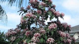 Clerodendrum quadriloculare Starburst Bush [upl. by Osrit]