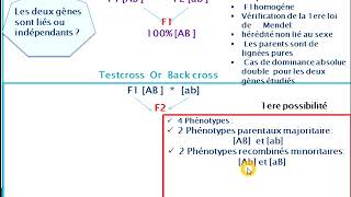 Exception de la 3éme loi de Mendel en cas de gènes liéslinkage partiel et absolu avec exercice [upl. by Nygem]