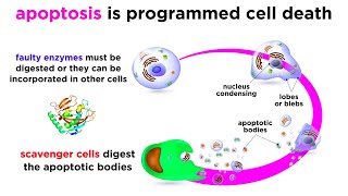 Apoptosis Programmed Cell Death [upl. by Aelyk]