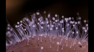 Fungi growth timelapse compilation [upl. by Hew]