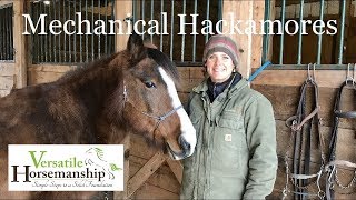 Mechanical Hackamores  Versatile Horsemanship [upl. by Yared938]