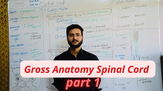 Spinal Cord Gross Anatomy  Conus Medullaris  Cauda equina  Filum terminale  part 1 spinalcord [upl. by Crowe]