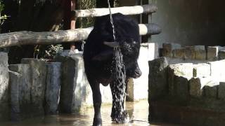 Wasserbüffell bei der Frühjahres Dusche  Zoo Augsburg [upl. by Ancalin]